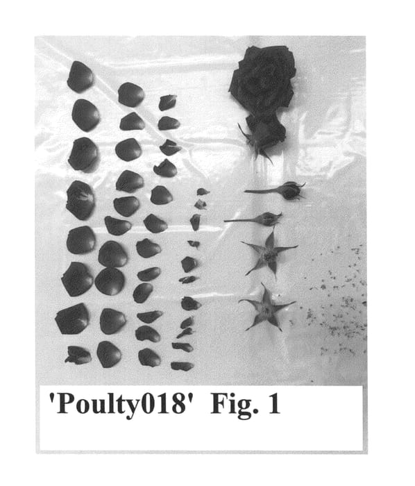 Figure 1 of US plant patent PP25498, the photograph of Poulty018 printed in the patent.