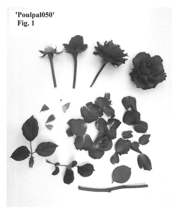 Figure 1 of US plant patent PP25499, the photograph of Poulpal050 printed in the patent.