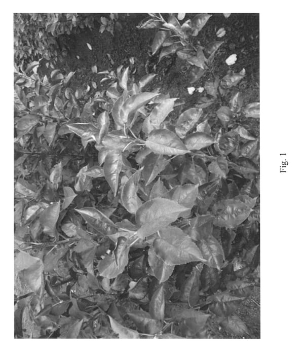 Figure 1 of US plant patent PP25500, the photograph of B 70-20-20 printed in the patent.