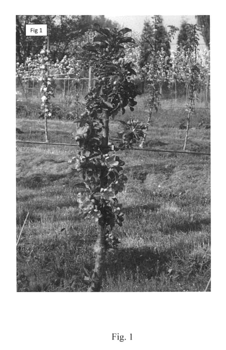 Figure 1 of US plant patent PP25501, the photograph of ROSALIE printed in the patent.
