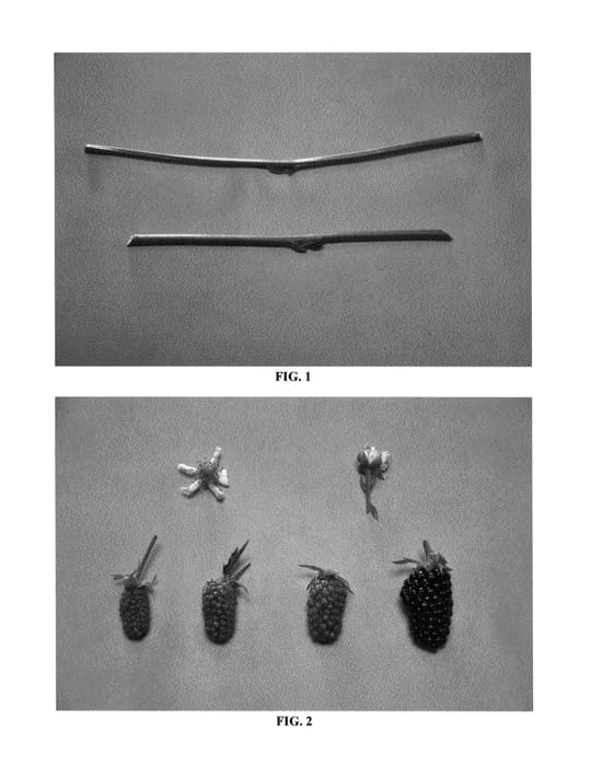 Figure 1 of US plant patent PP25502, the photograph of DrisBlackSix printed in the patent.