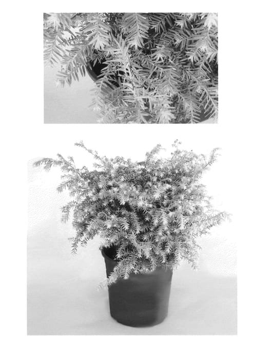 Figure 1 of US plant patent PP25503, the photograph of MonKinn printed in the patent.