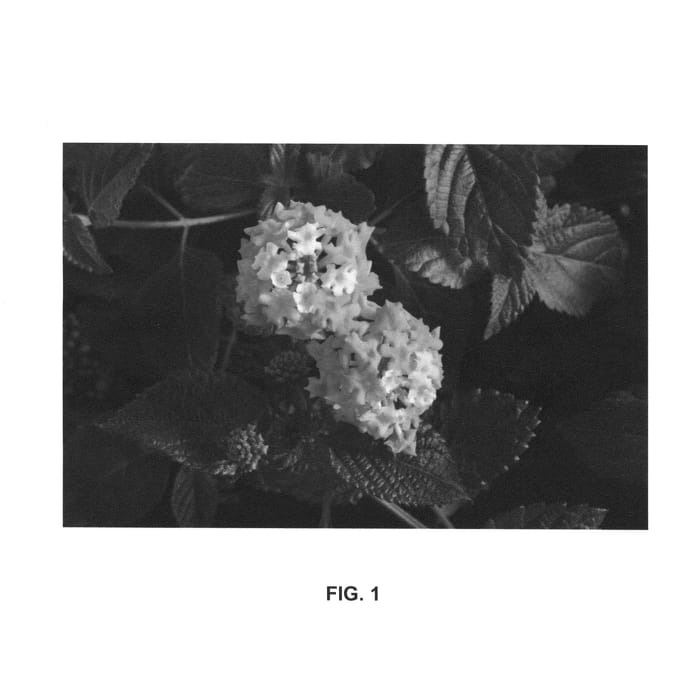 Figure 1 of US plant patent PP25504, the photograph of PIIL-MHP printed in the patent.