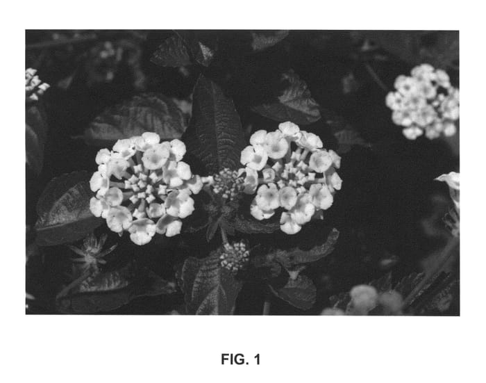 Figure 1 of US plant patent PP25505, the photograph of PIIL-CHW printed in the patent.