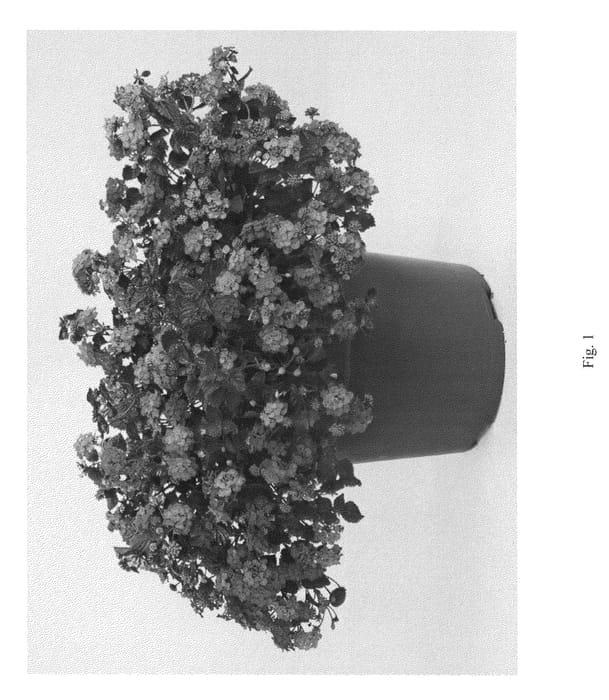 Figure 1 of US plant patent PP25506, the photograph of DANTAN30 printed in the patent.