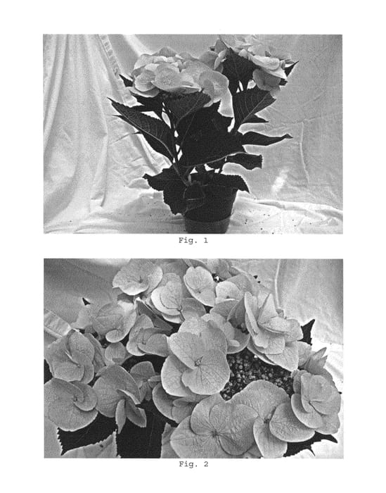 Figure 1 of US plant patent PP25507, the photograph of BC8.3 printed in the patent.
