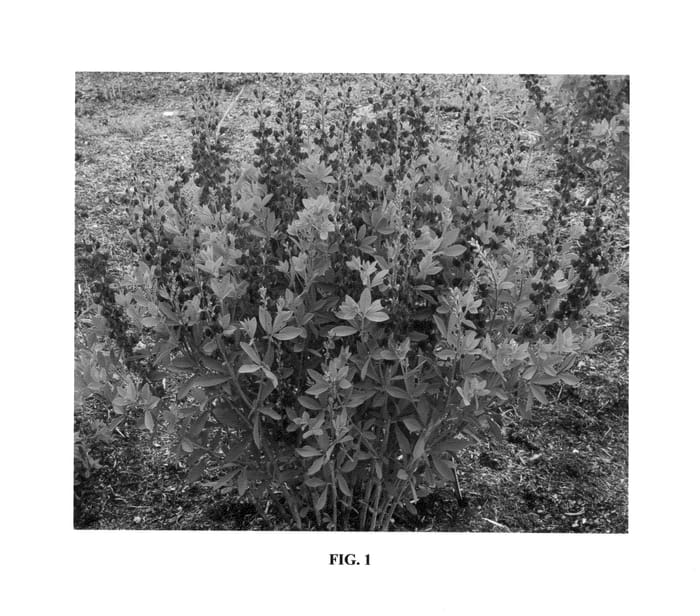 Figure 1 of US plant patent PP25508, the photograph of Royal Purple printed in the patent.