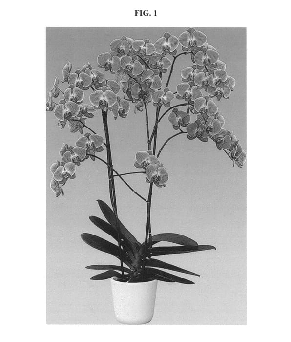 Figure 1 of US plant patent PP25509, the photograph of Gypsy Queen printed in the patent.