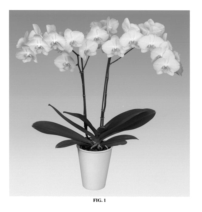 Figure 1 of US plant patent PP25510, the photograph of PHALDRAXIP printed in the patent.