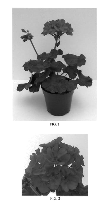Figure 1 of US plant patent PP25511, the photograph of Tosfancriz printed in the patent.