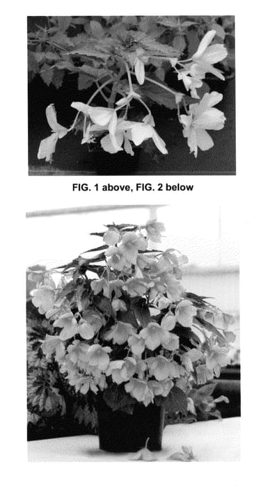 Figure 1 of US plant patent PP25512, the photograph of Enchanted Evening printed in the patent.