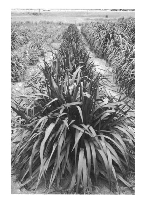 Figure 1 of US plant patent PP25513, the photograph of Tift 26 printed in the patent.