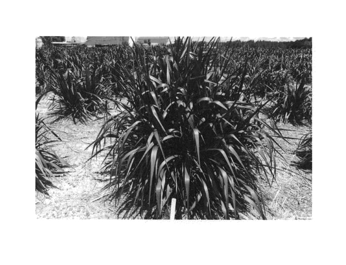 Figure 1 of US plant patent PP25514, the photograph of Tift 11 printed in the patent.