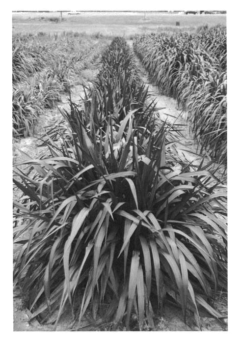 Figure 1 of US plant patent PP25515, the photograph of Tift 10 printed in the patent.