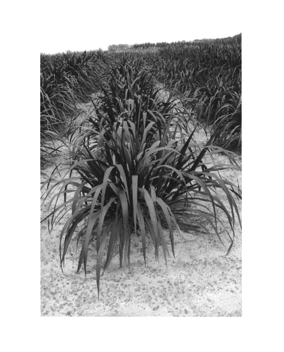 Figure 1 of US plant patent PP25516, the photograph of Tift 118 printed in the patent.