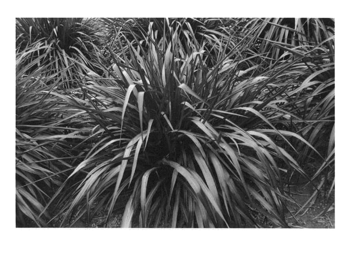 Figure 1 of US plant patent PP25517, the photograph of Tift 15 printed in the patent.