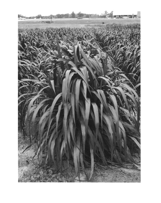 Figure 1 of US plant patent PP25518, the photograph of Tift 40 printed in the patent.