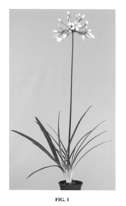Figure 1 of US plant patent PP25519, the photograph of AMBIC001 printed in the patent.