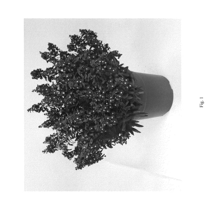 Figure 1 of US plant patent PP25520, the photograph of DALON11 printed in the patent.