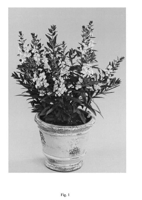 Figure 1 of US plant patent PP25521, the photograph of DALON12 printed in the patent.
