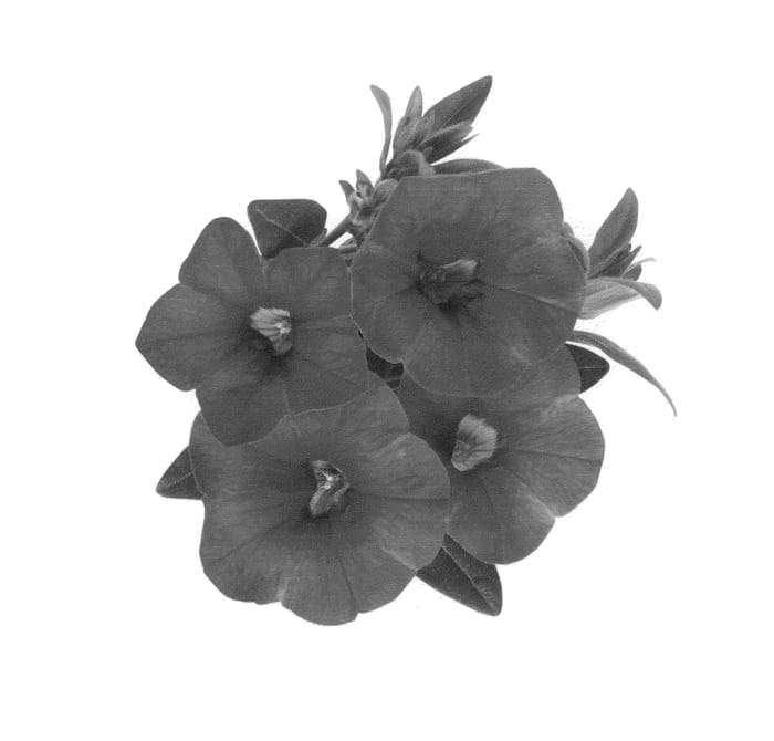 Figure 1 of US plant patent PP25522, the photograph of Duealcher printed in the patent.