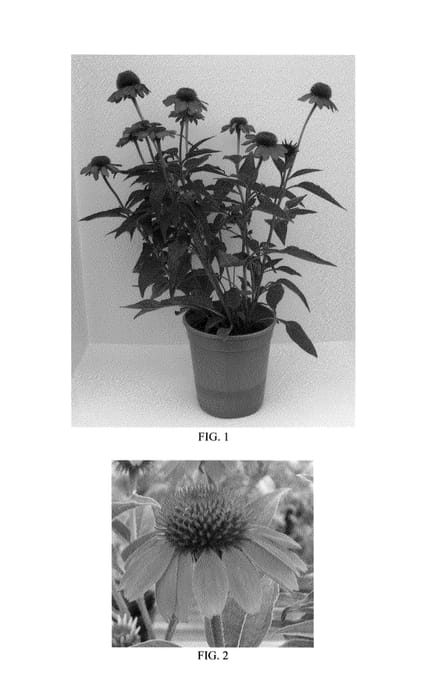 Figure 1 of US plant patent PP25523, the photograph of Balsomenco printed in the patent.