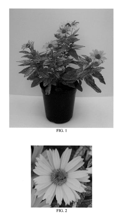 Figure 1 of US plant patent PP25524, the photograph of Sunstruck printed in the patent.