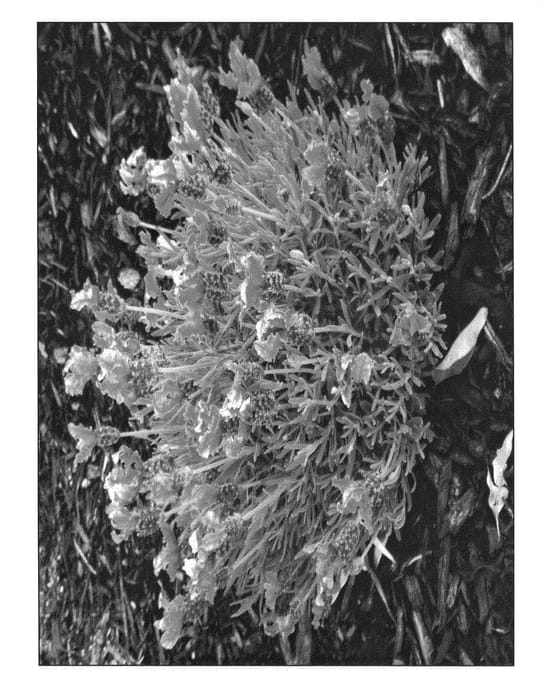Figure 1 of US plant patent PP25525, the photograph of IBPR910-2 printed in the patent.