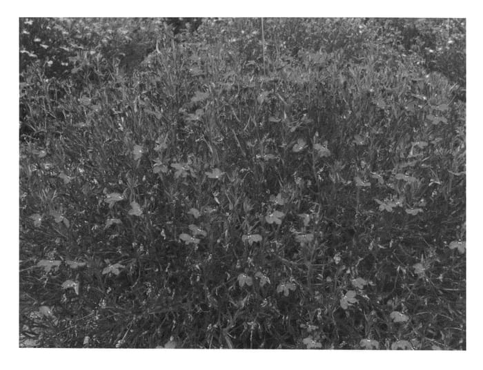 Figure 1 of US plant patent PP25526, the photograph of KLELE12095 printed in the patent.