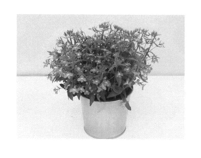 Figure 1 of US plant patent PP25527, the photograph of KLELE12094 printed in the patent.