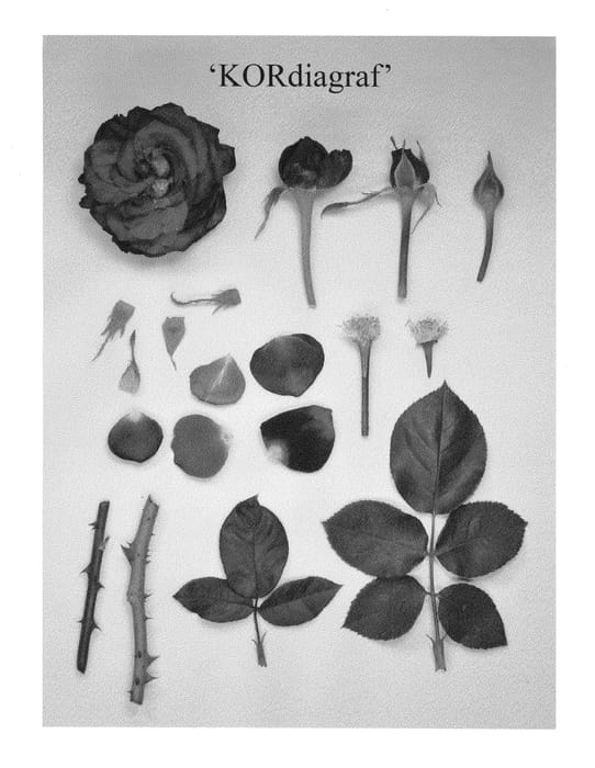 Figure 1 of US plant patent PP25528, the photograph of KORdiagraf printed in the patent.