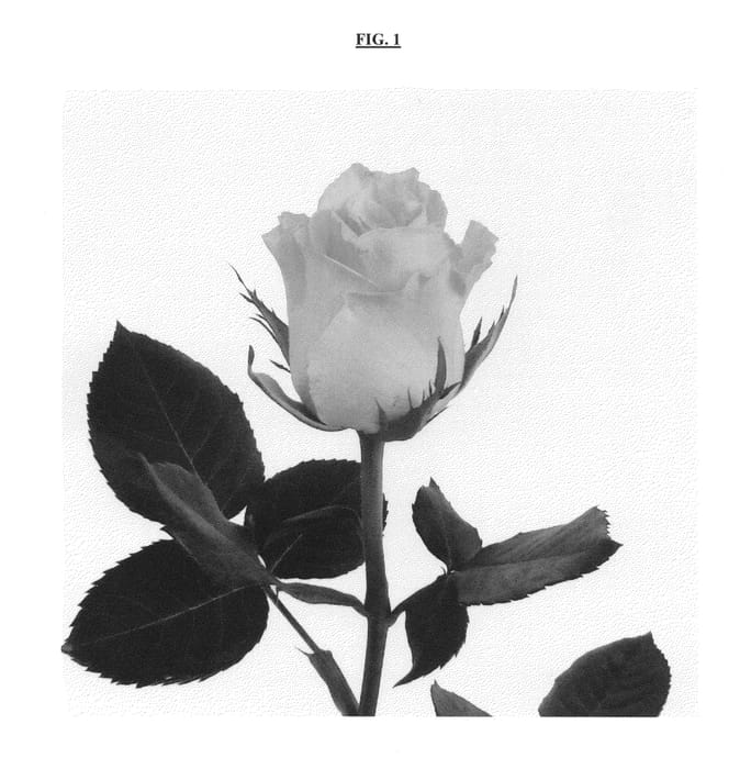 Figure 1 of US plant patent PP25529, the photograph of IRB0182G printed in the patent.