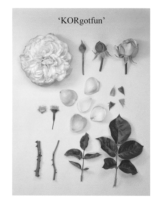 Figure 1 of US plant patent PP25530, the photograph of KORgotfun printed in the patent.