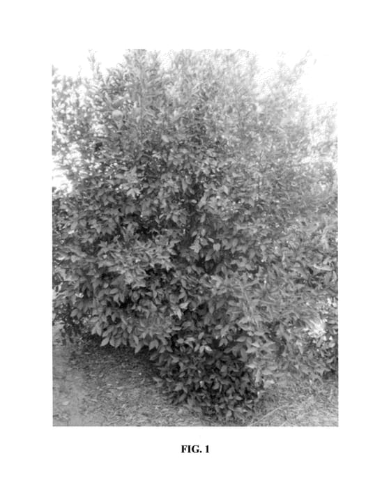 Figure 1 of US plant patent PP25531, the photograph of Gremoy79 printed in the patent.