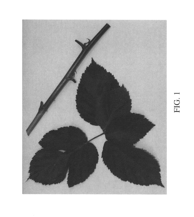 Figure 1 of US plant patent PP25532, the photograph of Columbia Star printed in the patent.