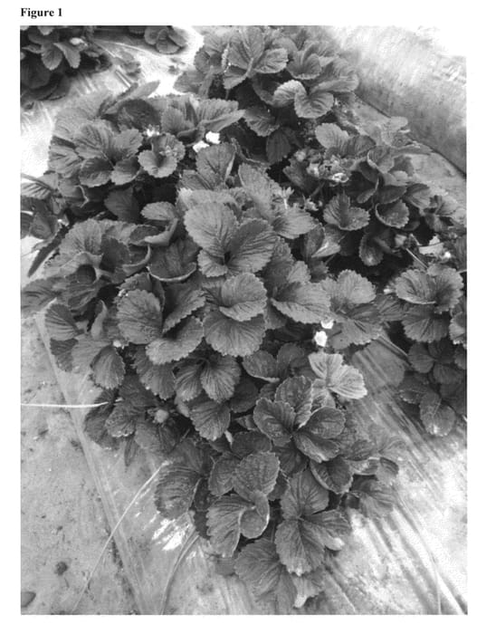 Figure 1 of US plant patent PP25533, the photograph of DANI printed in the patent.