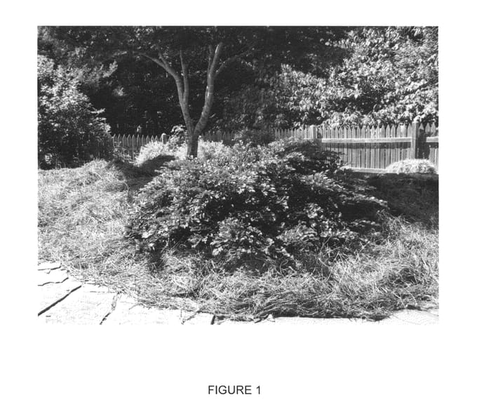 Figure 1 of US plant patent PP25534, the photograph of PIILC-I printed in the patent.