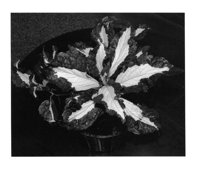 Figure 1 of US plant patent PP25535, the photograph of Fiprizam printed in the patent.