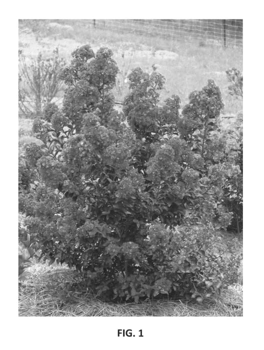 Figure 1 of US plant patent PP25536, the photograph of PIILAG B3 printed in the patent.