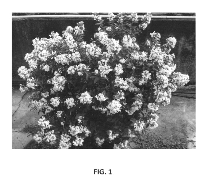 Figure 1 of US plant patent PP25537, the photograph of PIILAG B1 printed in the patent.