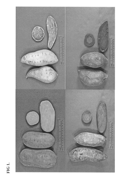 Figure 1 of US plant patent PP25538, the photograph of NCPUR06-020 printed in the patent.