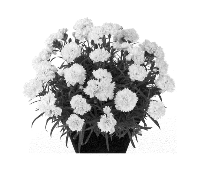 Figure 1 of US plant patent PP25539, the photograph of Hilpure printed in the patent.