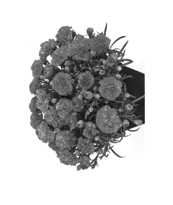 Figure 1 of US plant patent PP25540, the photograph of Hilorbli printed in the patent.