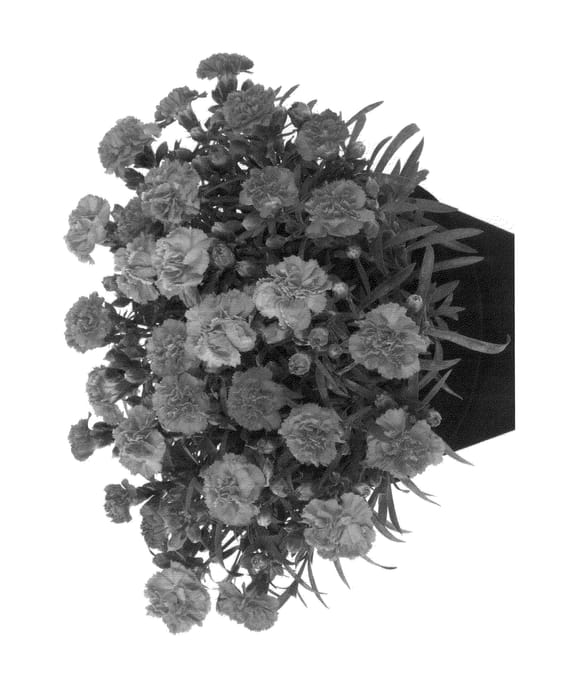 Figure 1 of US plant patent PP25541, the photograph of Hilvivre printed in the patent.