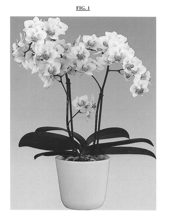 Figure 1 of US plant patent PP25542, the photograph of Moondust printed in the patent.