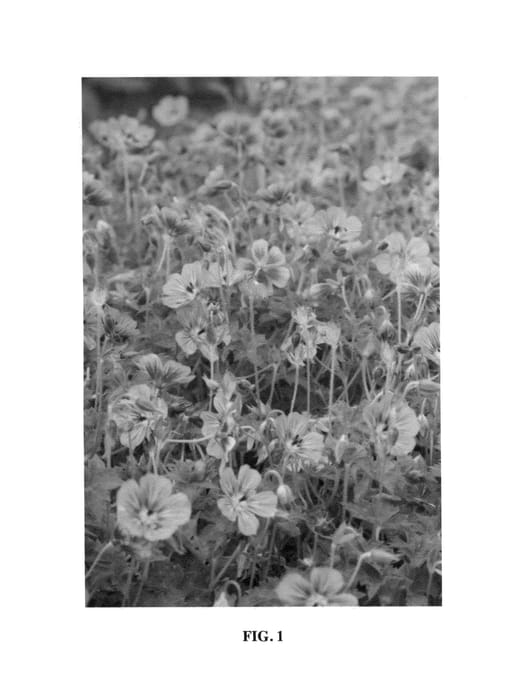 Figure 1 of US plant patent PP25543, the photograph of Noorthava printed in the patent.