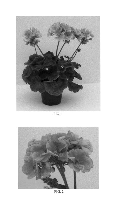 Figure 1 of US plant patent PP25544, the photograph of Tosdynsal printed in the patent.