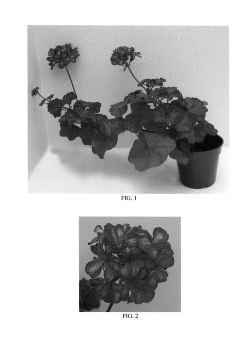 Figure 1 of US plant patent PP25545, the photograph of Tosforice printed in the patent.