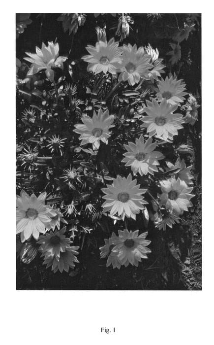 Figure 1 of US plant patent PP25546, the photograph of LOMGAZDEOR printed in the patent.