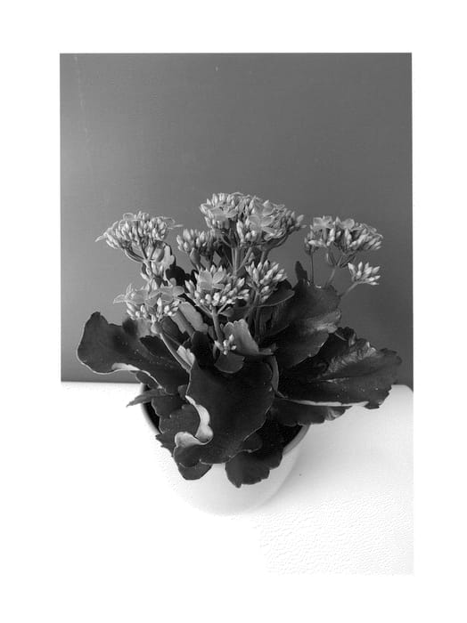 Figure 1 of US plant patent PP25547, the photograph of Kasinordi printed in the patent.